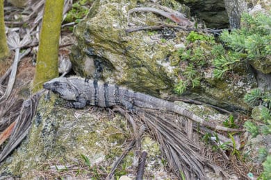 Tierwelt von Yucatán